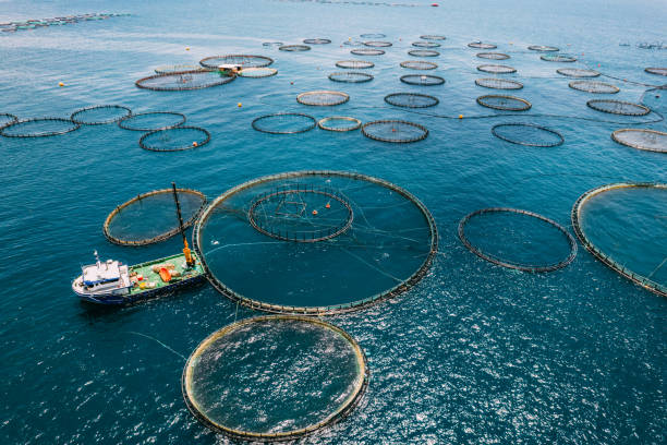 drone view fermes piscicoles dans la mer - aquaculture photos et images de collection