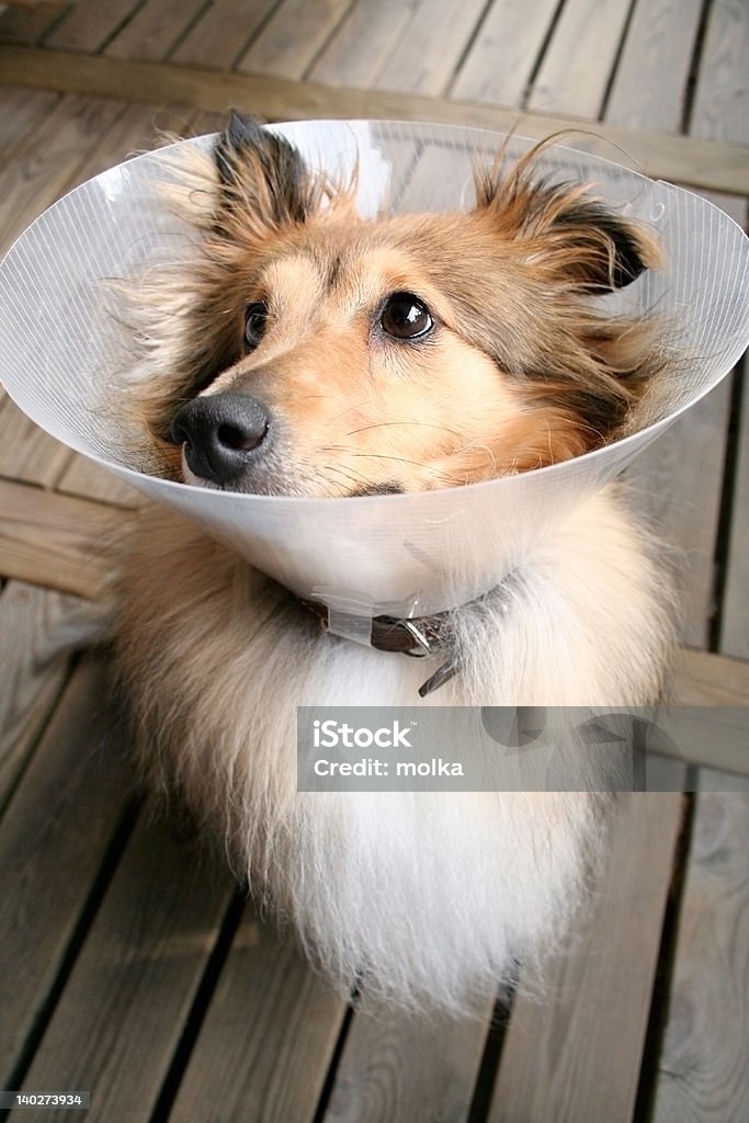 Sheltie Sheltie with a collar  Aerial Dogfight Stock Photo