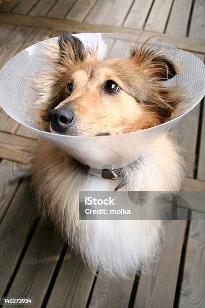 Sheltie Stock Photo - Download Image Now - Aerial Dogfight, Aggression, Animal Hair