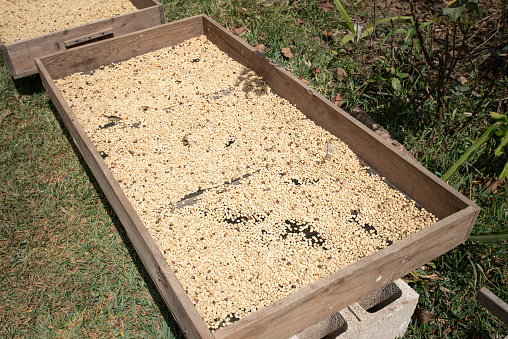 Raw coffee beans drying outdoor in the sun of Guatemala