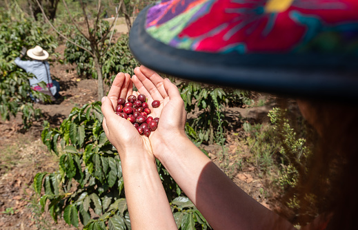 Female hands picking ripe coffee berries on a coffee plantation in Guatemala on a sunny day