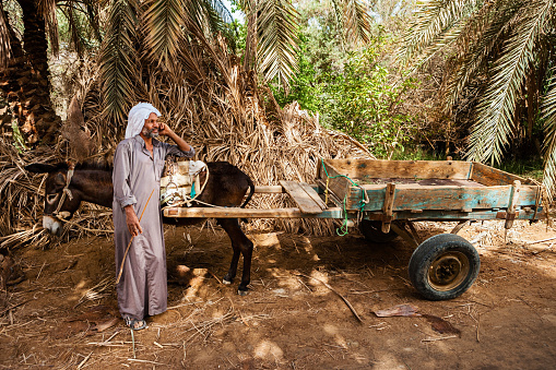 Muslim man with his donkey cart in Siwa Oasis , Sahara Desert, Africa