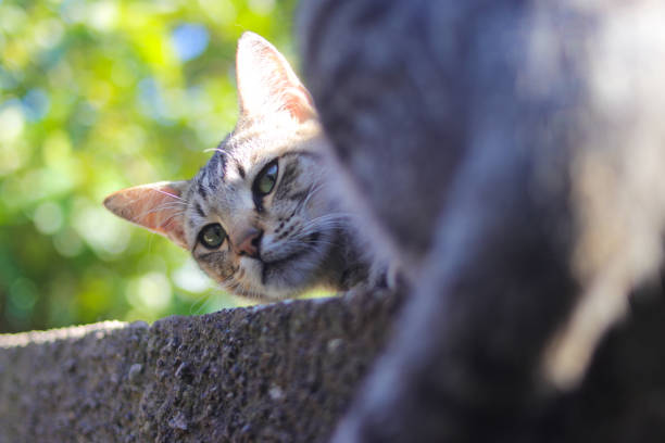 istock Striped cat on the wall in the backyard 1402739714