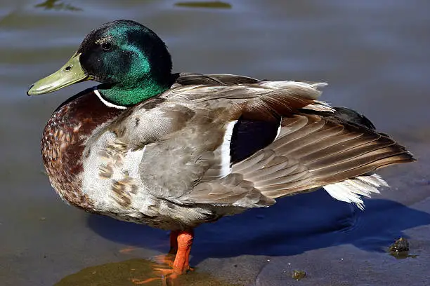 mallard duck at the local pond