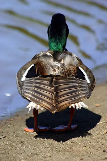 view of a duck's tail