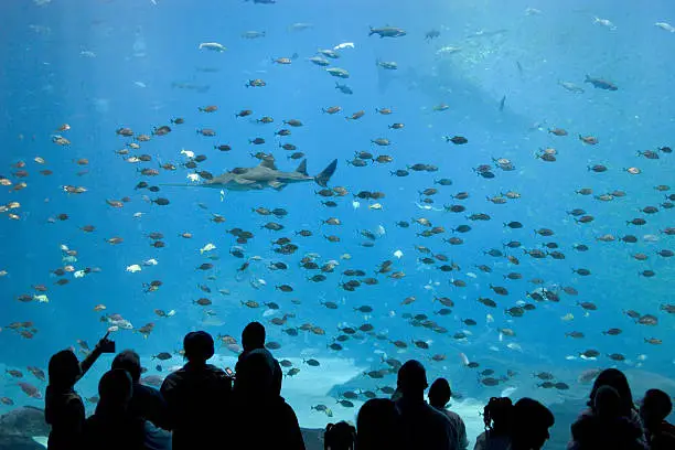 Photo of Silhouette of people looking at fish in an aquarium