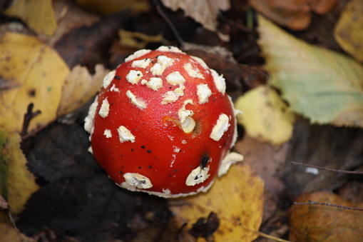 Fly agaric mushroom in the forest close-up. Can be used as background or wallpaper as well as for your design ideas.