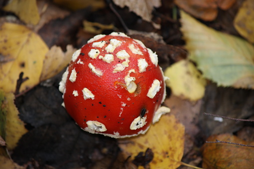 Red toadstool close up