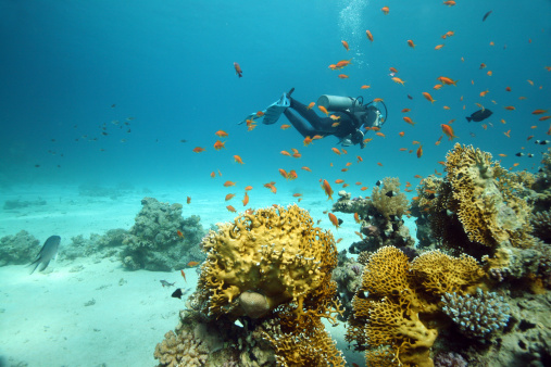 Scuba diver exploring the reefs of Sharm El Sheikh in the Red Sea