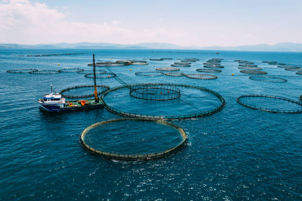 istock Drone View Fishing Boat Changing Net at Fish Farm 1402740760