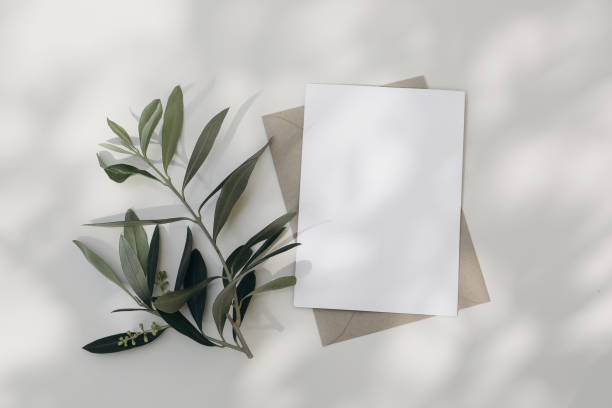Summer wedding stationery. Blank greeting card, invitation mock-up scene with craft envelope Blooming green olive tree leaves, branch isolated on white table background. Mediterranean flat lay, top view.