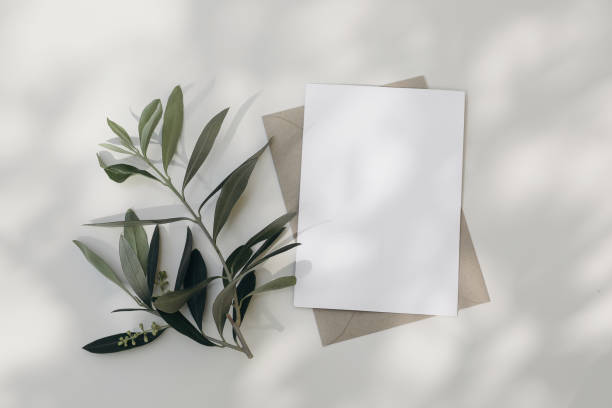 Summer wedding stationery. Blank greeting card, invitation mock-up scene with craft envelope Blooming green olive tree leaves, branch isolated on white table background. Mediterranean flat lay, top view. stock photo