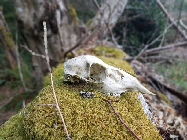 istock Salt spring Island Deer Skull on moss covered log 1402741594