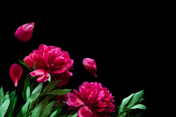 istock Pink peonies on a black background, flat lay. 1402741661
