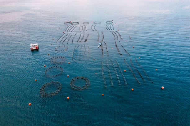 drone view fattoria di cozze e ostriche nel mare - turkish culture turkey fishing boat fishing foto e immagini stock