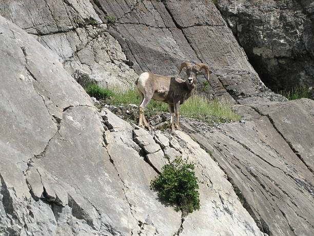 Majestic Mountain Sheep, Jasper stock photo