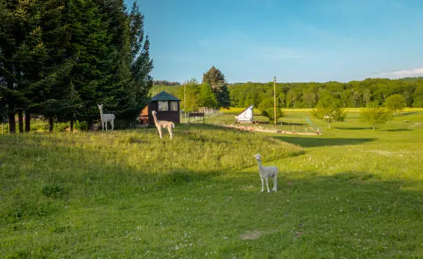 White alpaca animals on green pasture in an organic animal farm