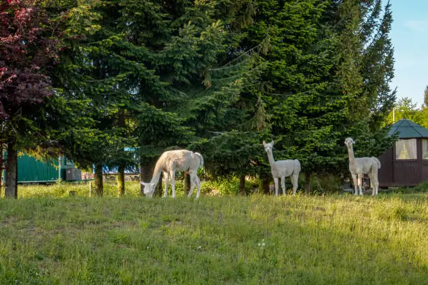 White alpaca animals on green pasture in an organic animal farm