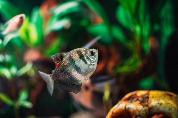 istock Gymnocorymbus ternetzi in a tropical aquarium 1402741900