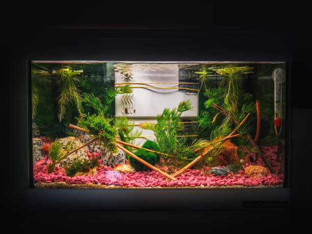 a great jungle planted aquarium stock photo