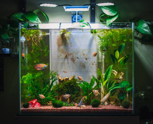 istock a great jungle planted aquarium 1402742944