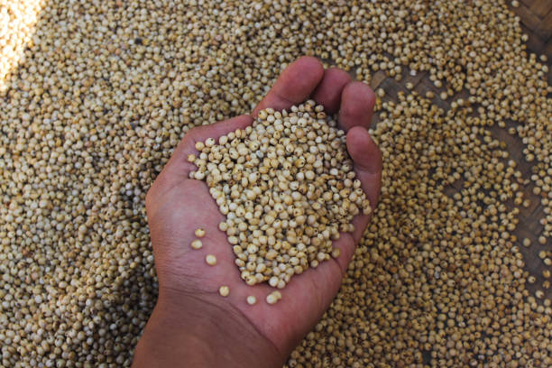 istock a handful of white sorghum or jowar grains 1402743086