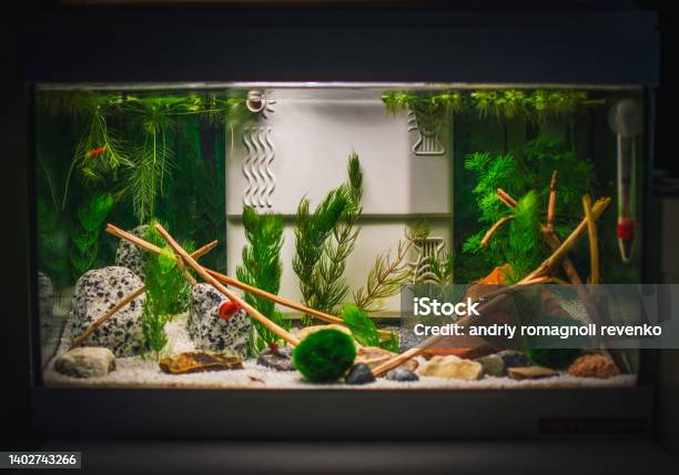 A Great Jungle Planted Aquarium Stock Photo - Download Image Now - Aquarium, Fish Tank, Close-up