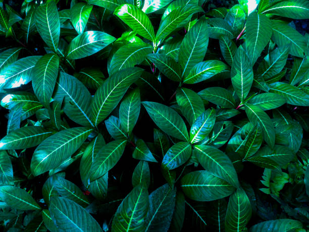 Natural leaves wallpaper with copy space