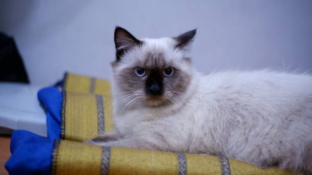istock Persian Kitten relax on carpet 1402744047