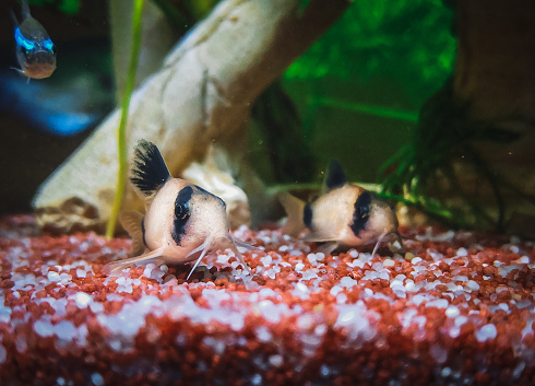 lovely corydoras family in mu aquarium