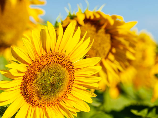 istock Blooming yellow sunflower 1402744347