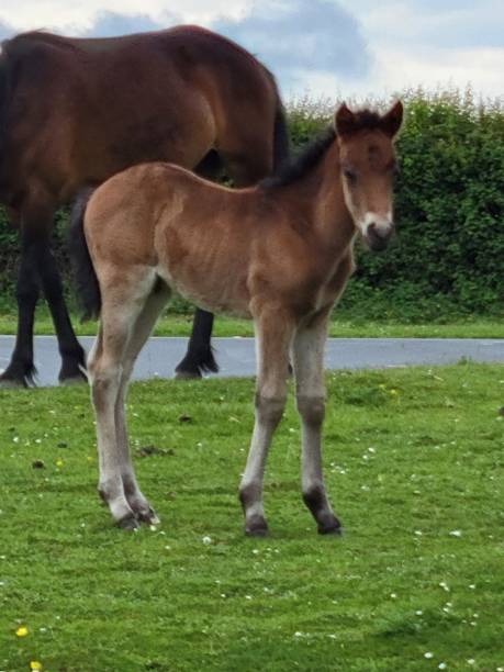 istock New Forest Ponies and Foals 1402745119