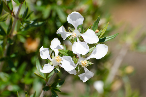 Close up of flowers of cliff fendlerbush, Fendlera rupicola, Mesa Verde National Park, Colorado, USA.