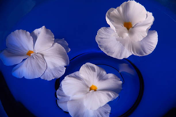 Blue Bowl with White Flowers