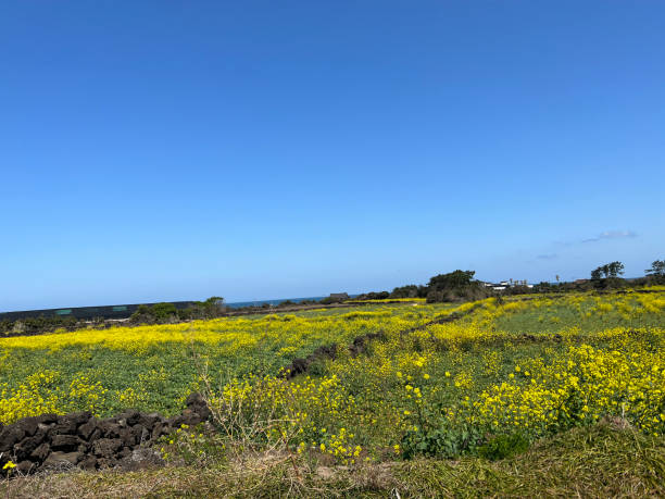 istock rape flowers seen in Jeju Island 1402747262