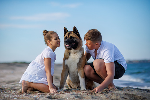 Cheerful friendly brother and sister in light comfortable clothes are walking and with their big fluffy dog of Akita Inu breed, along sandy wild coast along Black Sea in sunny summer weather