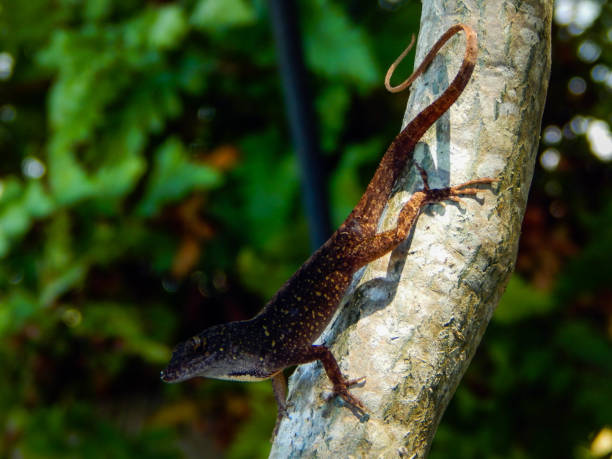 istock Brown lizard on a tree branch in Florida 1402747562