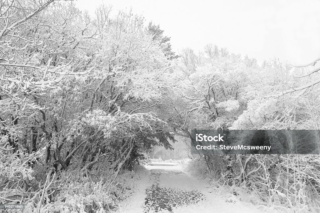 Winter scene - Foto de stock de Arbusto royalty-free