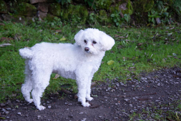 istock Gorgeous furry white poodle in the park 1402749210
