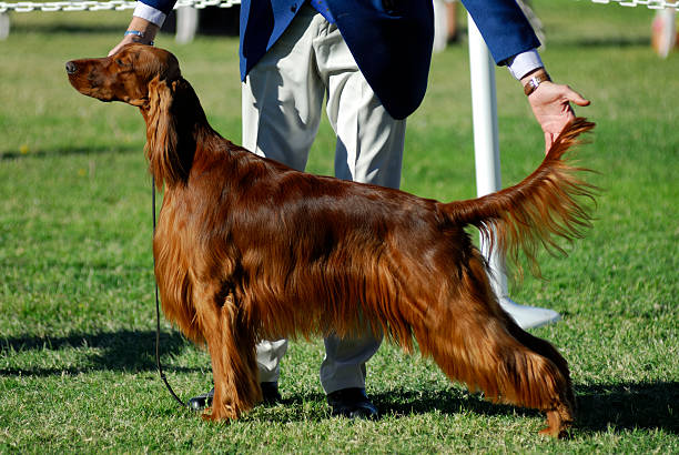 Irish Setter poses for the judges An Irish Setter poses for the judges at a dog show. irish setter stock pictures, royalty-free photos & images