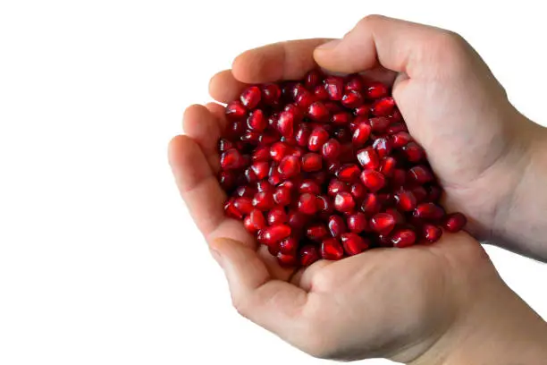 Photo of Pomegranate seeds on the palms on a white clipping background