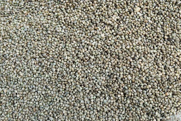 Close up of Cannabis seeds stock photo