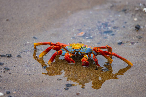 istock Galapagos Sally Lightfoot Crab 1402752402