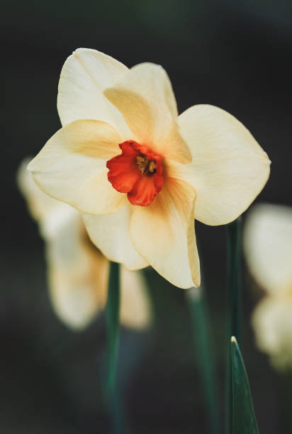 żonkile zbliżenie, żonkil bunchflower, kwiaty narcissus tazetta w wiosennym ogrodzie - lowlight zdjęcia i obrazy z banku zdjęć