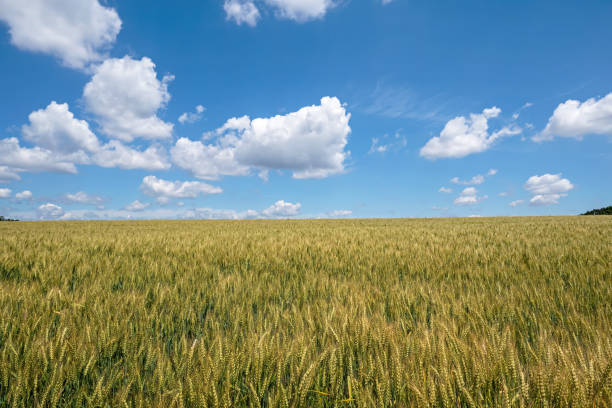 istock Wheat field with clouds and blue sky. 1402756615