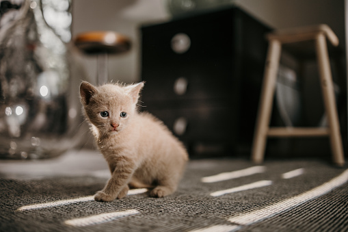 Cute ginger little kitten sitting on a carpet in domestic room.