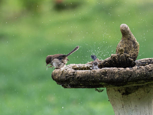istock Close up of birds playing in bird bath 1402757405