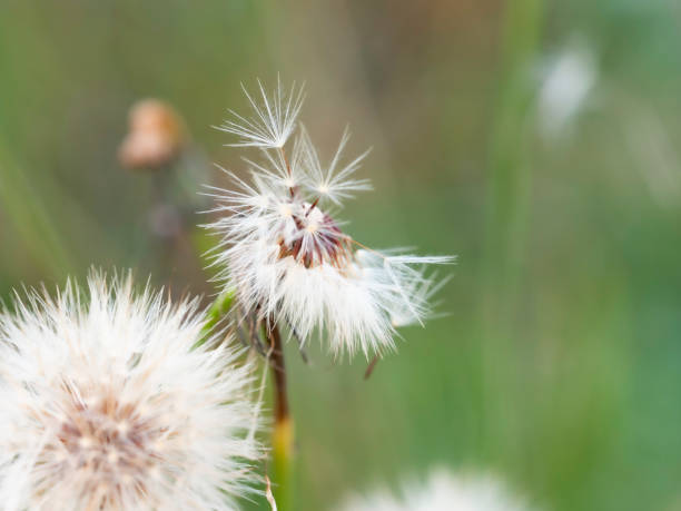 istock Macro of Dandelion seed 1402757418