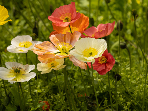 Close up Multi coloured Iceland Poppies Papaver nudicaule in spring