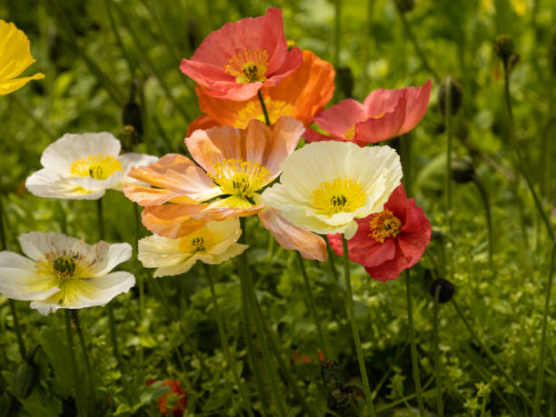 close up multi coloured iceland poppies - poppy flower petal stamen imagens e fotografias de stock